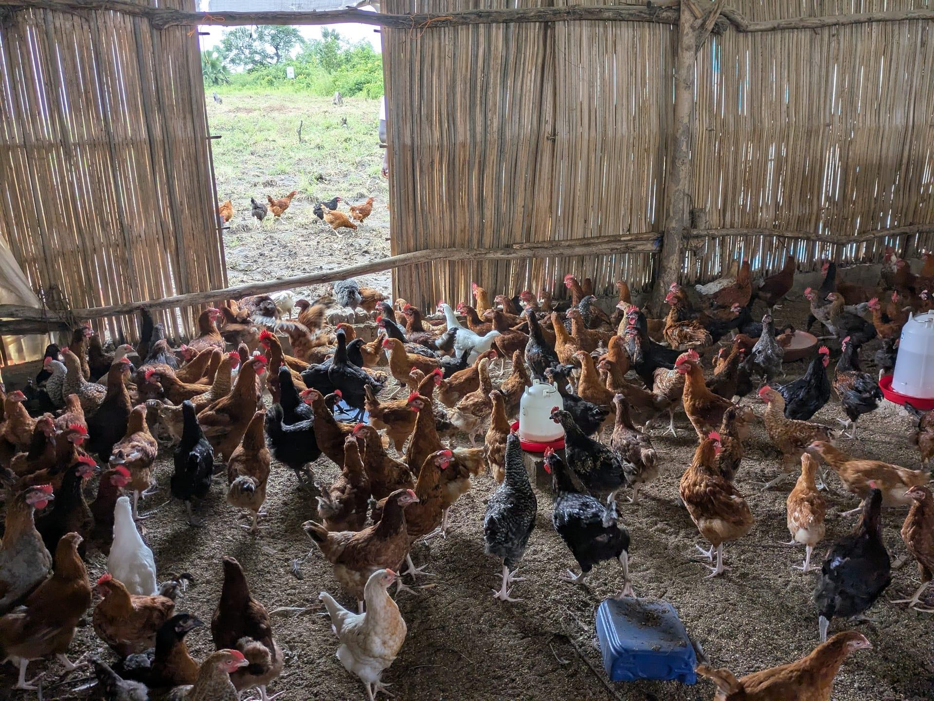 Ferme AGBLENOUKOU ET FILS