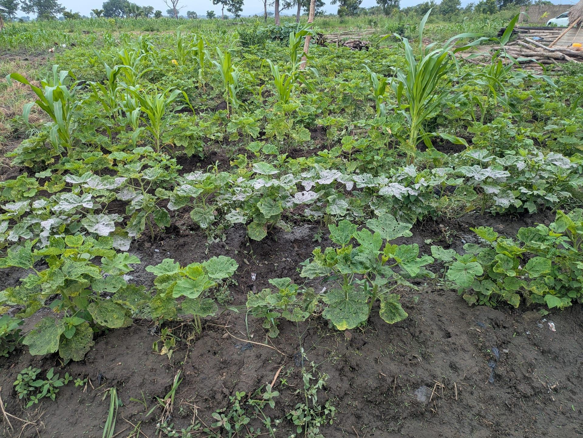 Agriculture durable